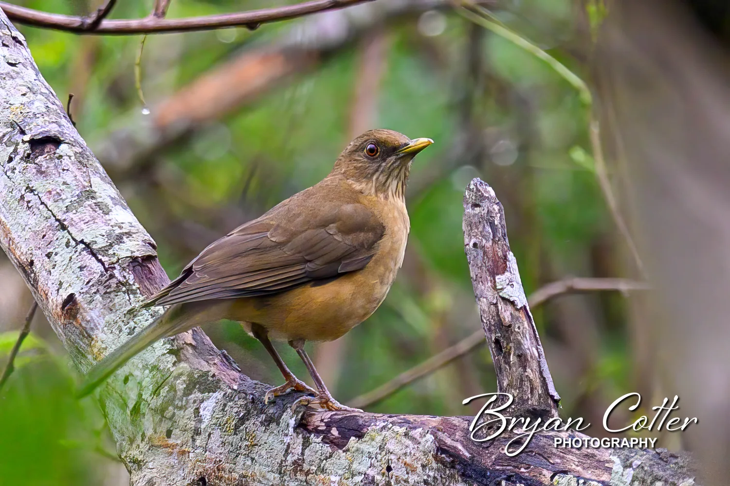Clay-colored Thrush