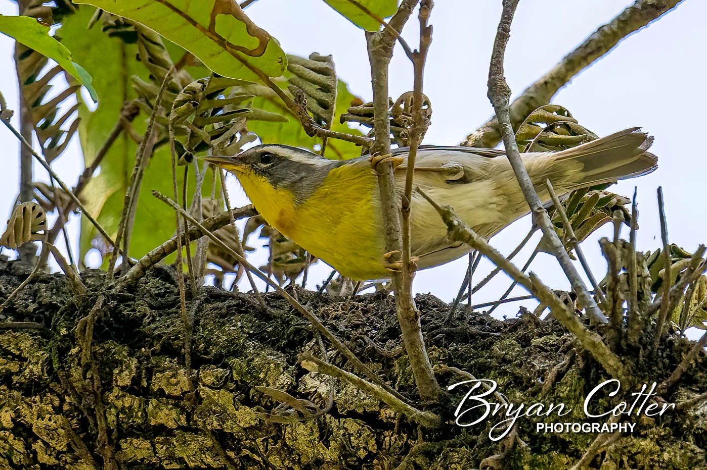 Crescent-chested Warbler