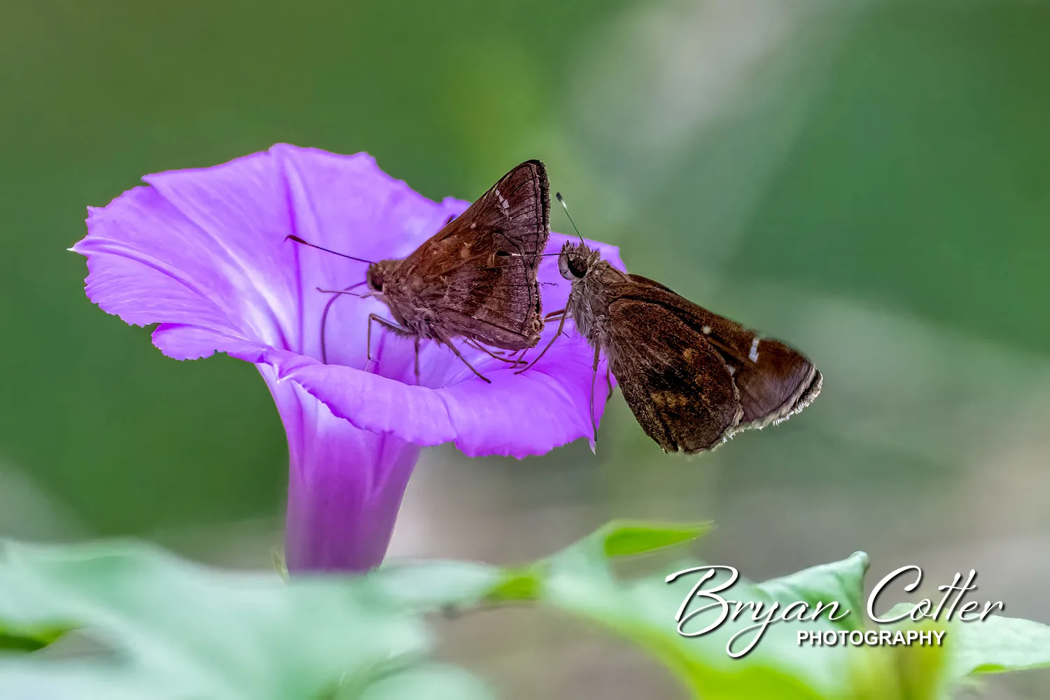 Celia's Roadside Skipper