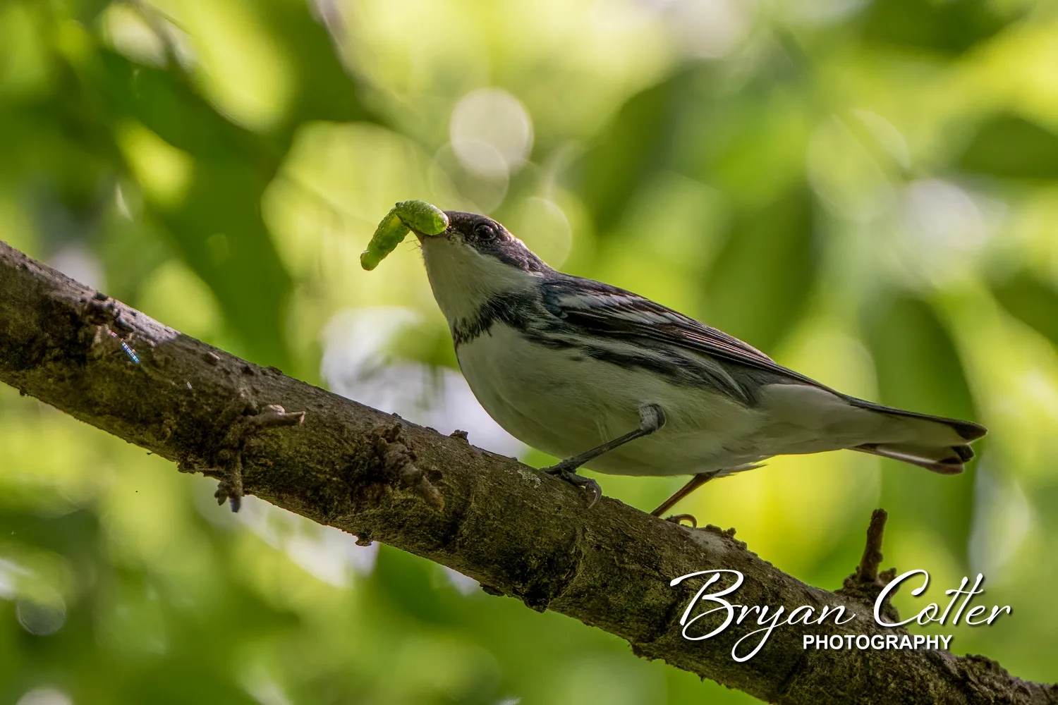 Cerulean Warbler