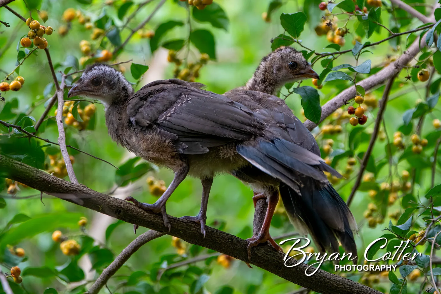 Plain Chachalaca