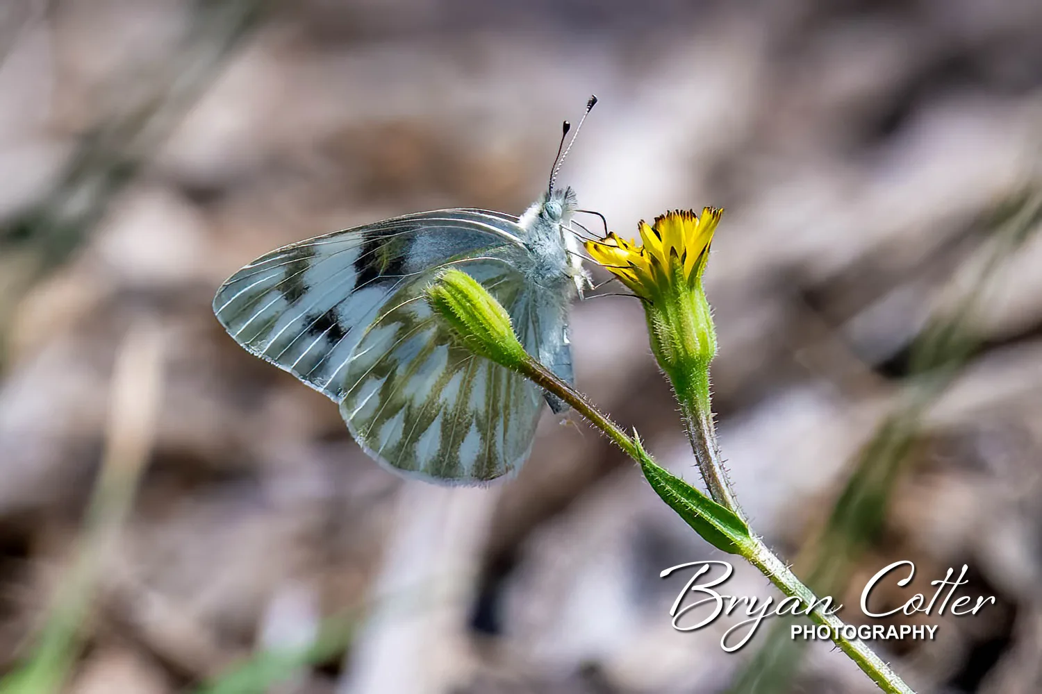 Checkered White