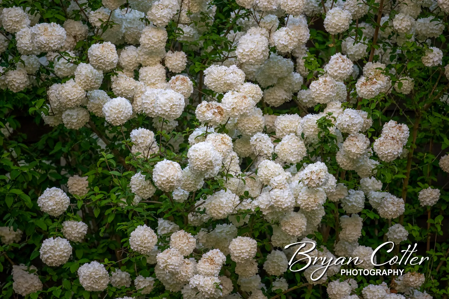 Chinese Snowball Bush