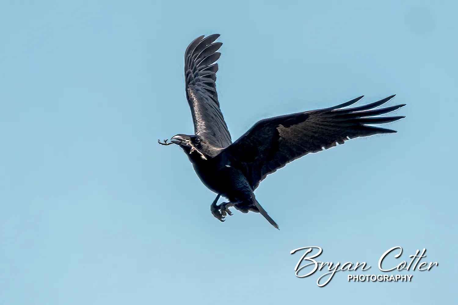 Chihuahuan Raven