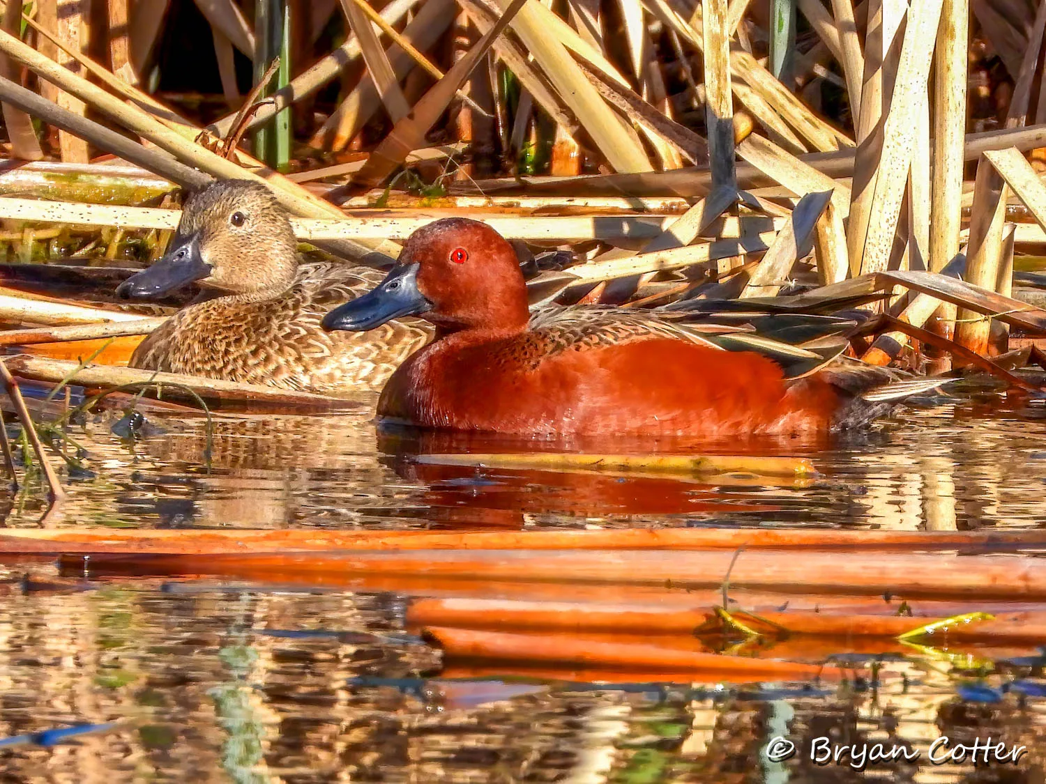 Cinnamon Teal