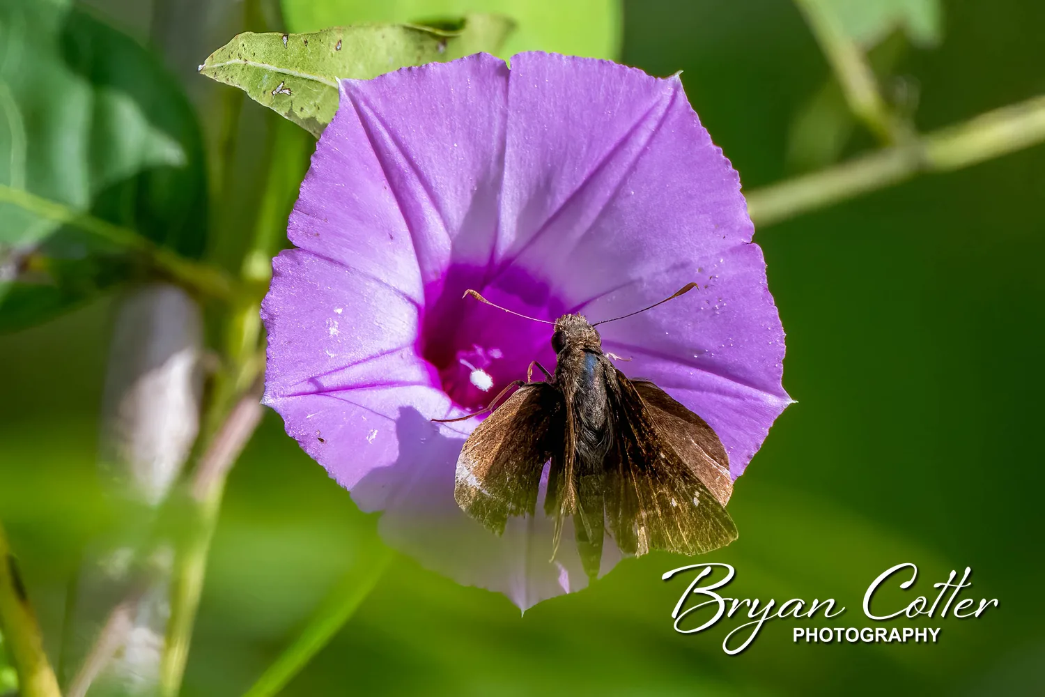 Clouded Skipper