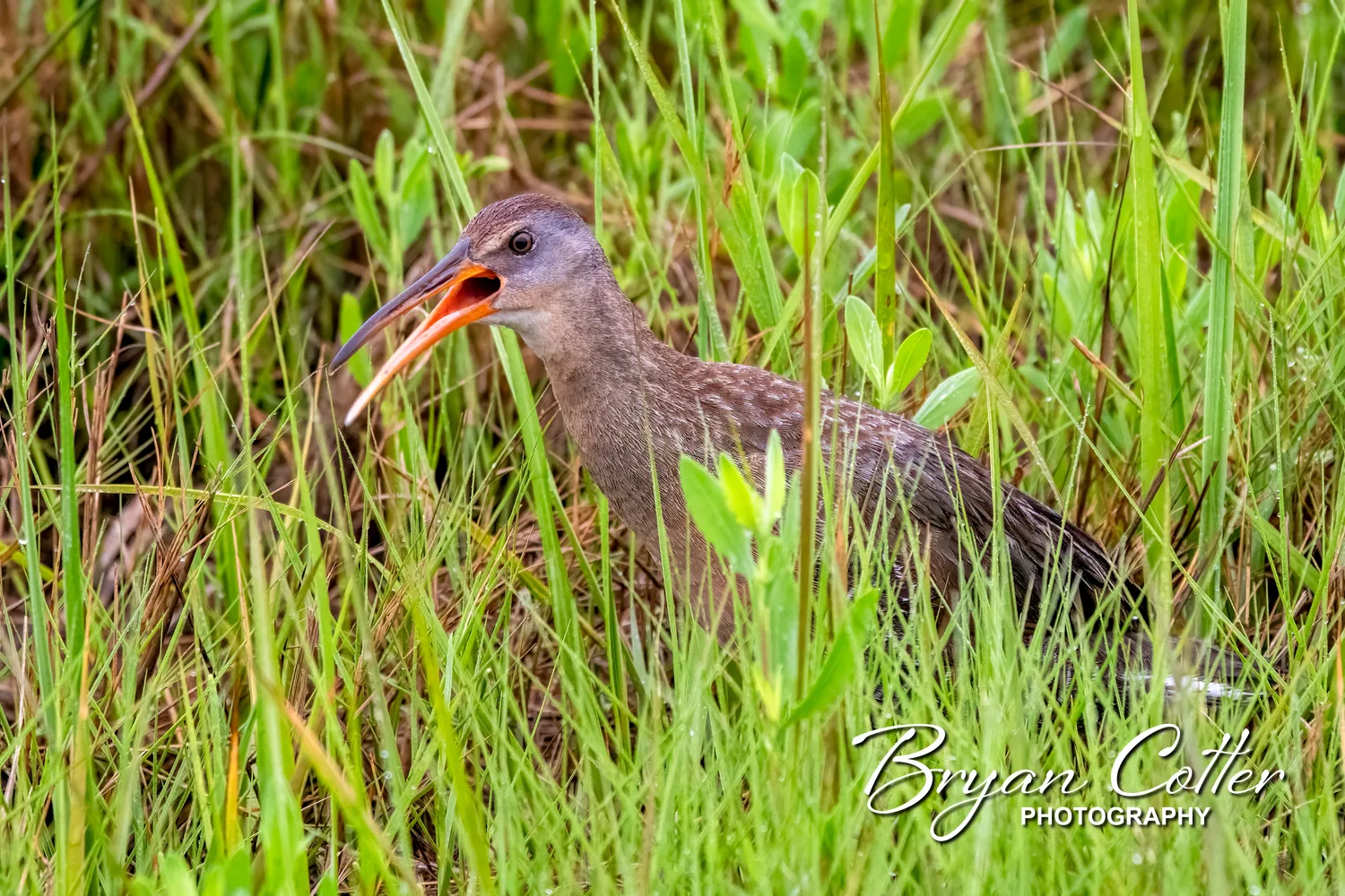 Clapper Rail