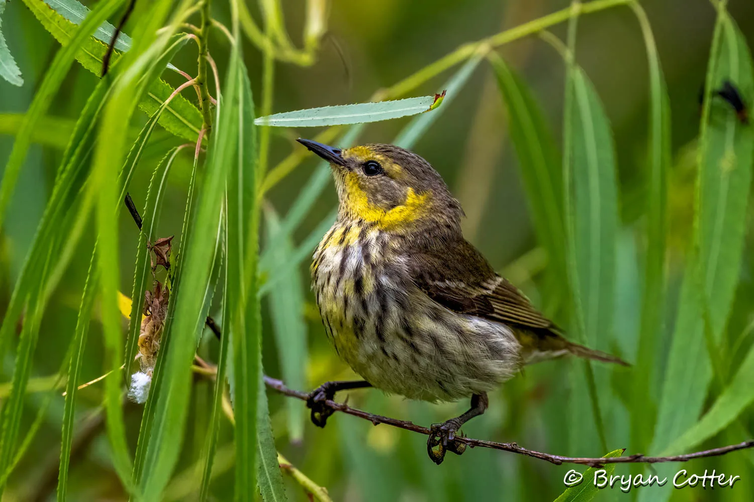 Cape May Warbler