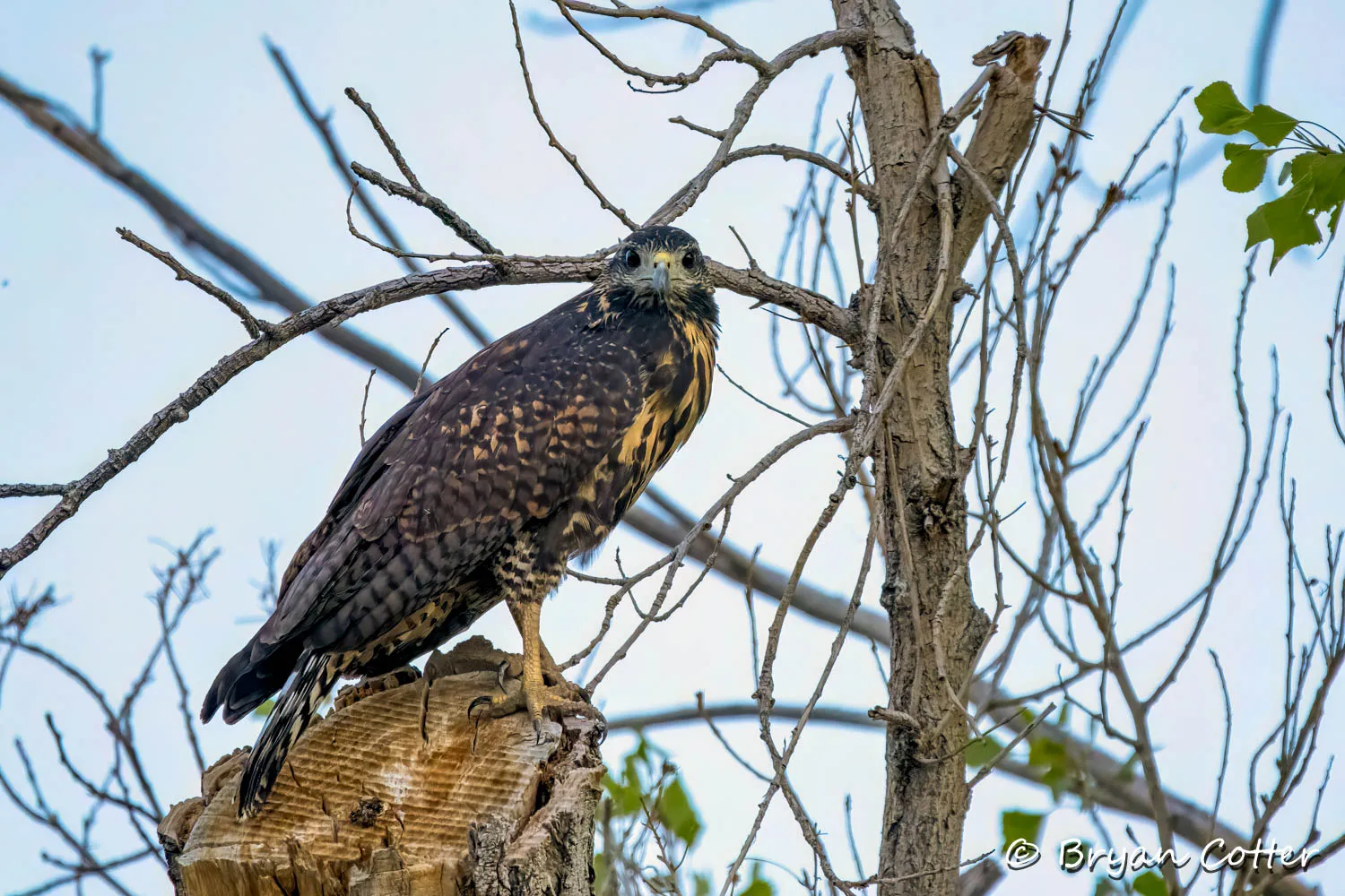 Common Black Hawk