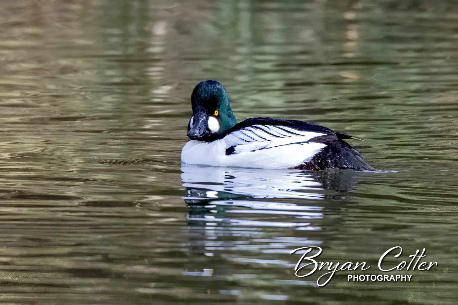 Common Goldeneye