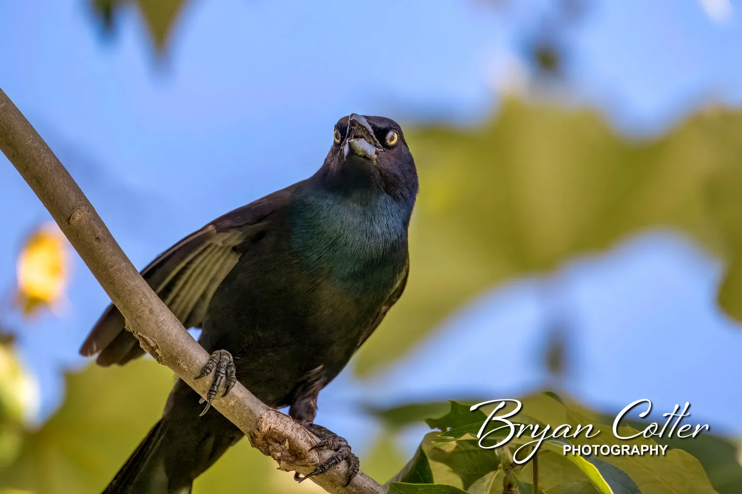 Common Grackle