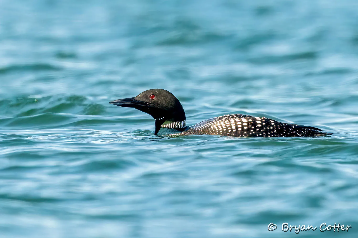 Common Loon