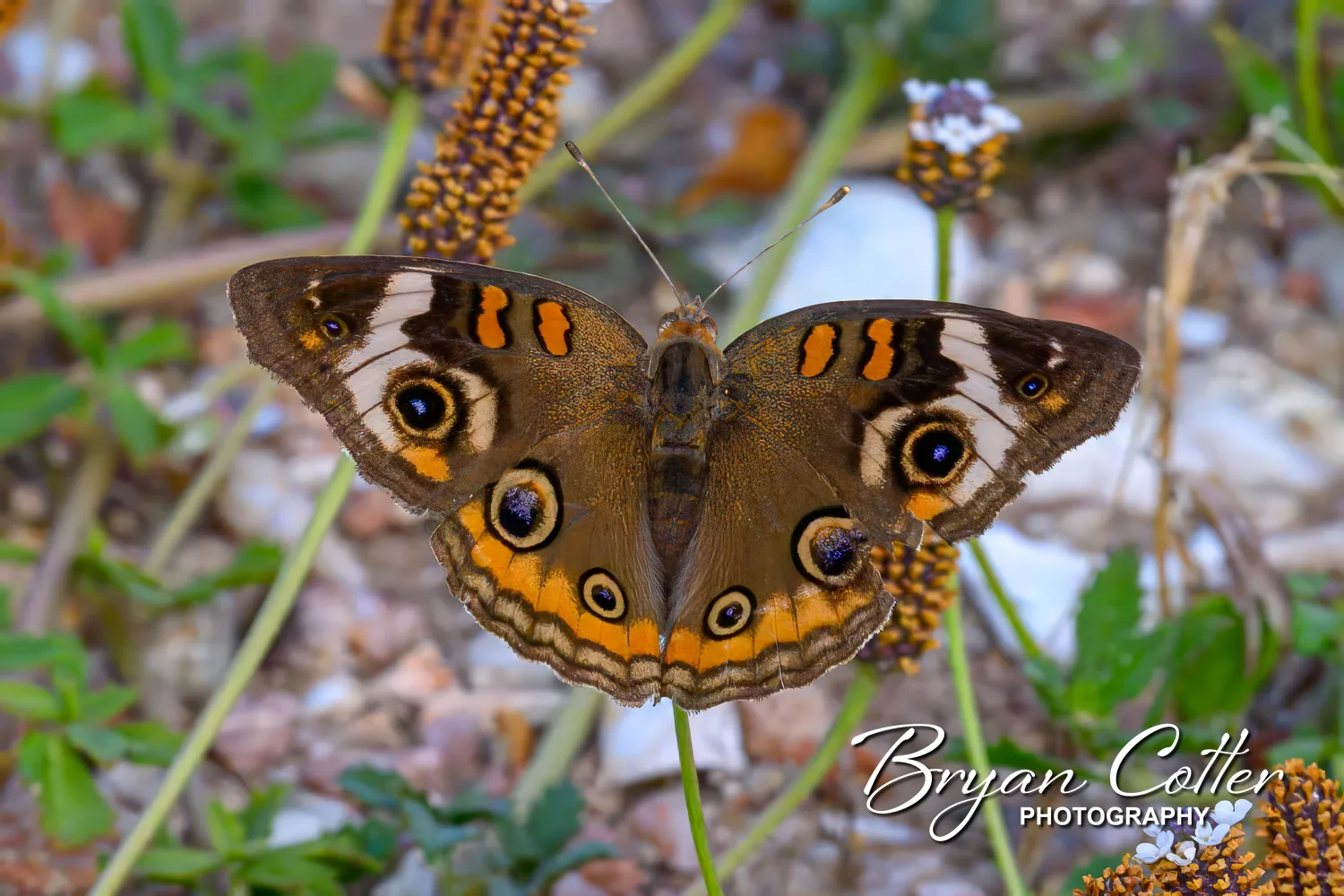 Common Buckeye