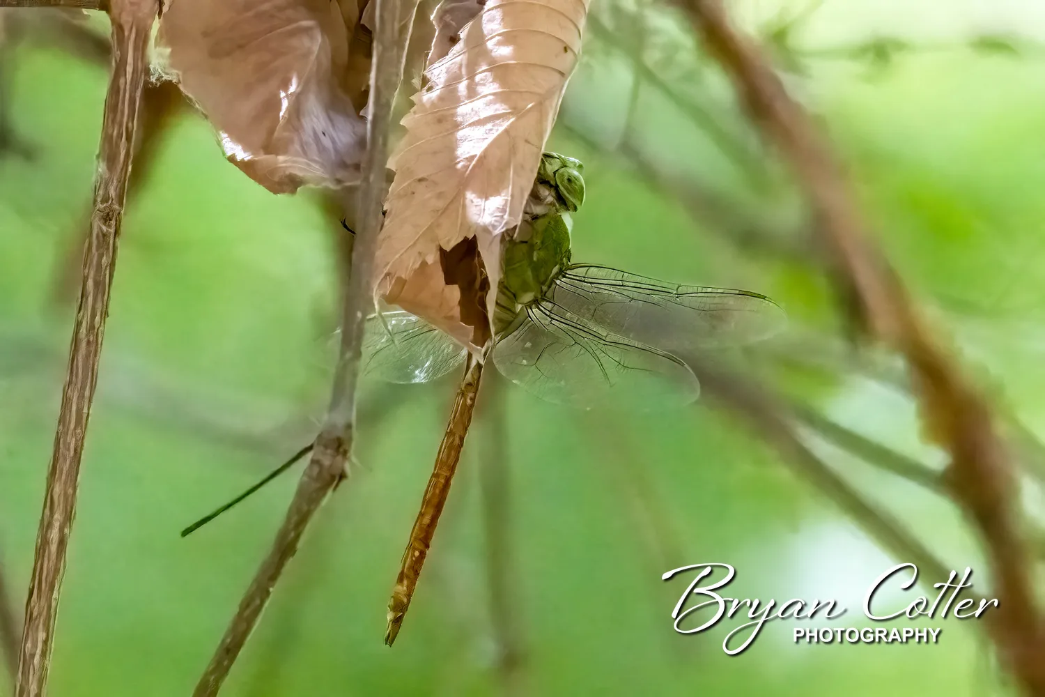 Common Green Darner