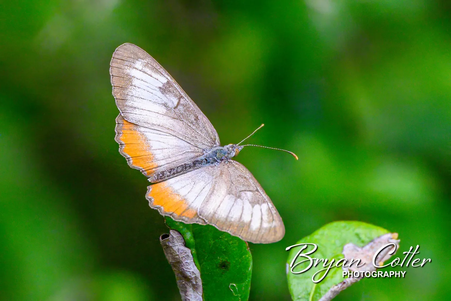 Common Mestra