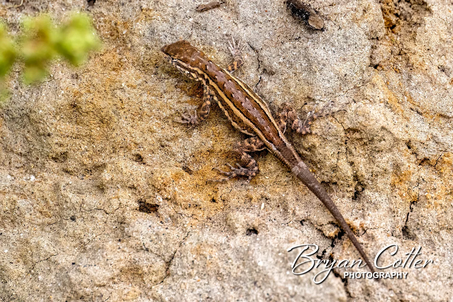 Common Side-blotched Lizard