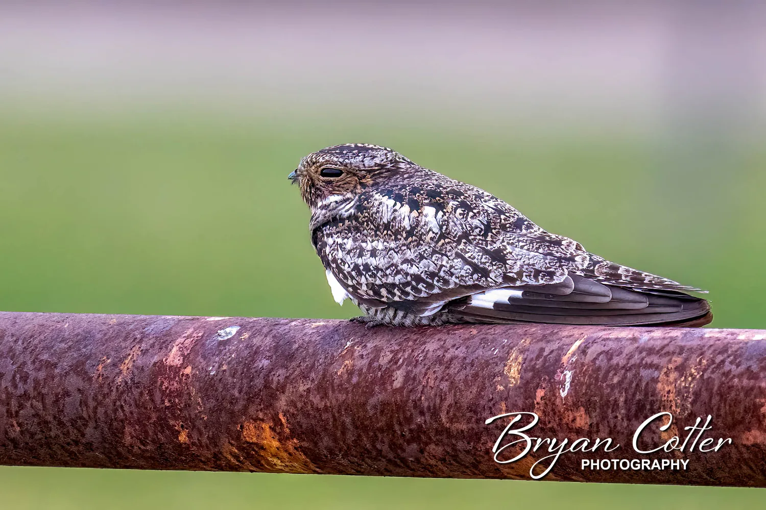 Common Nighthawk
