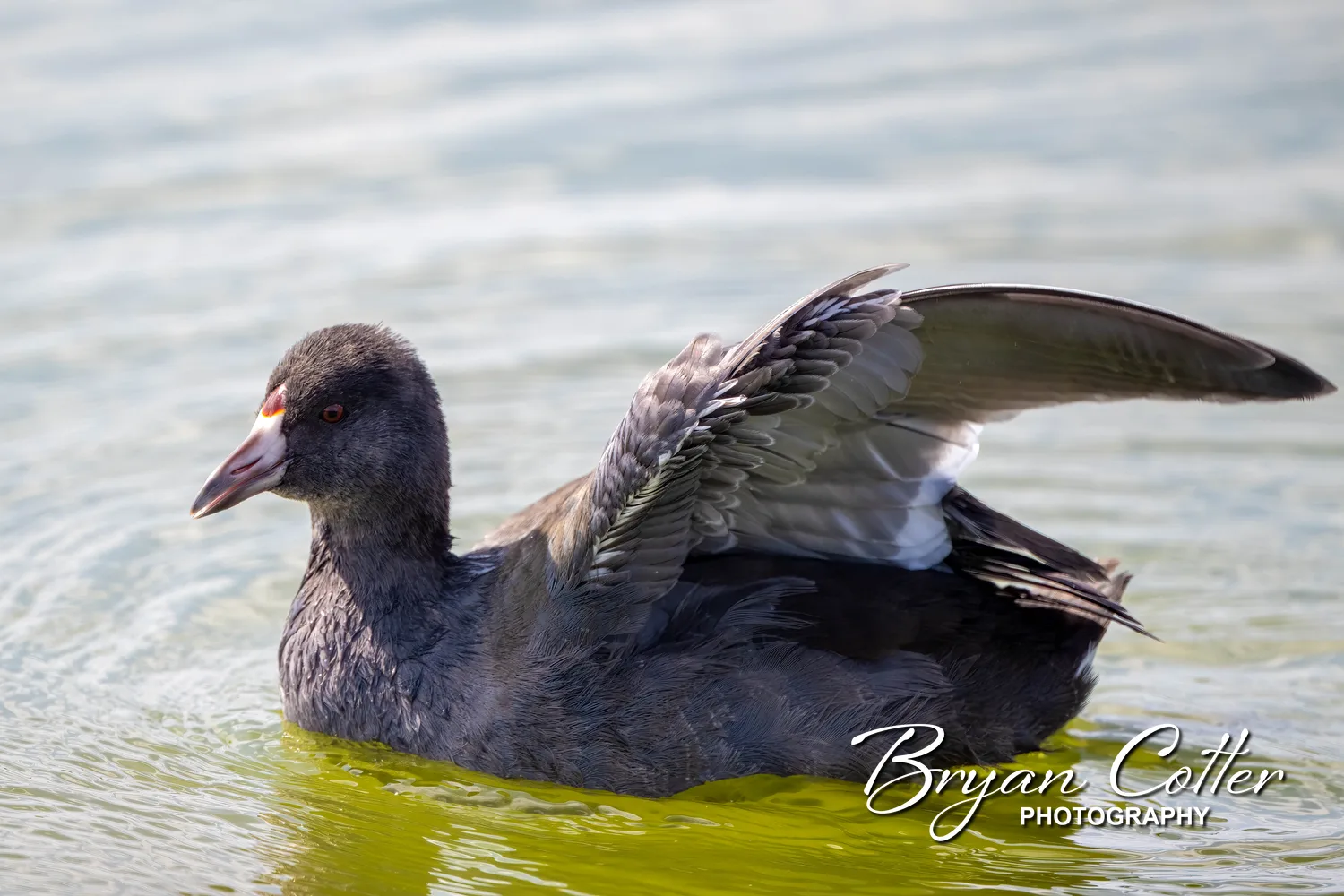American Coot