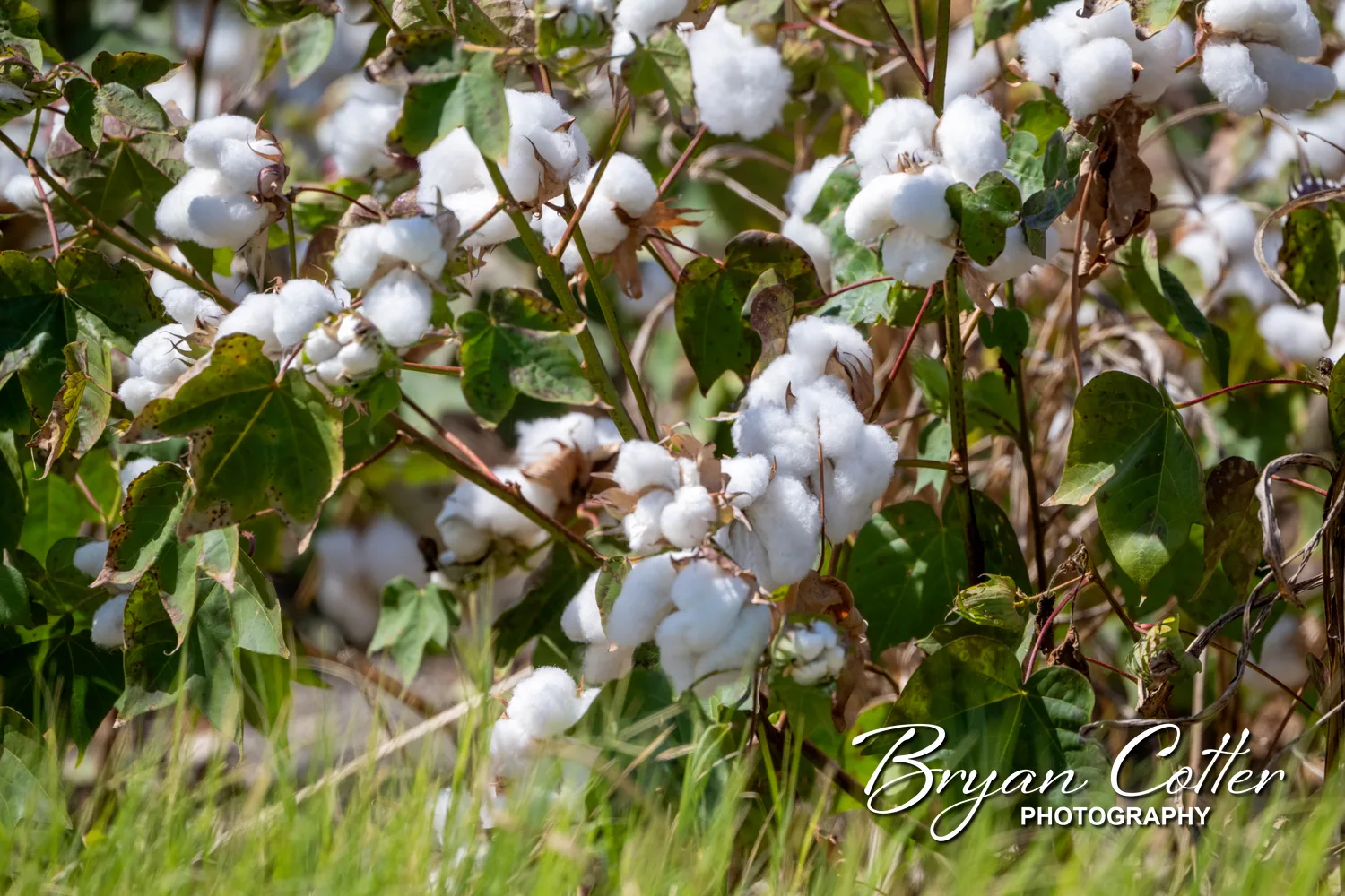 Cotton