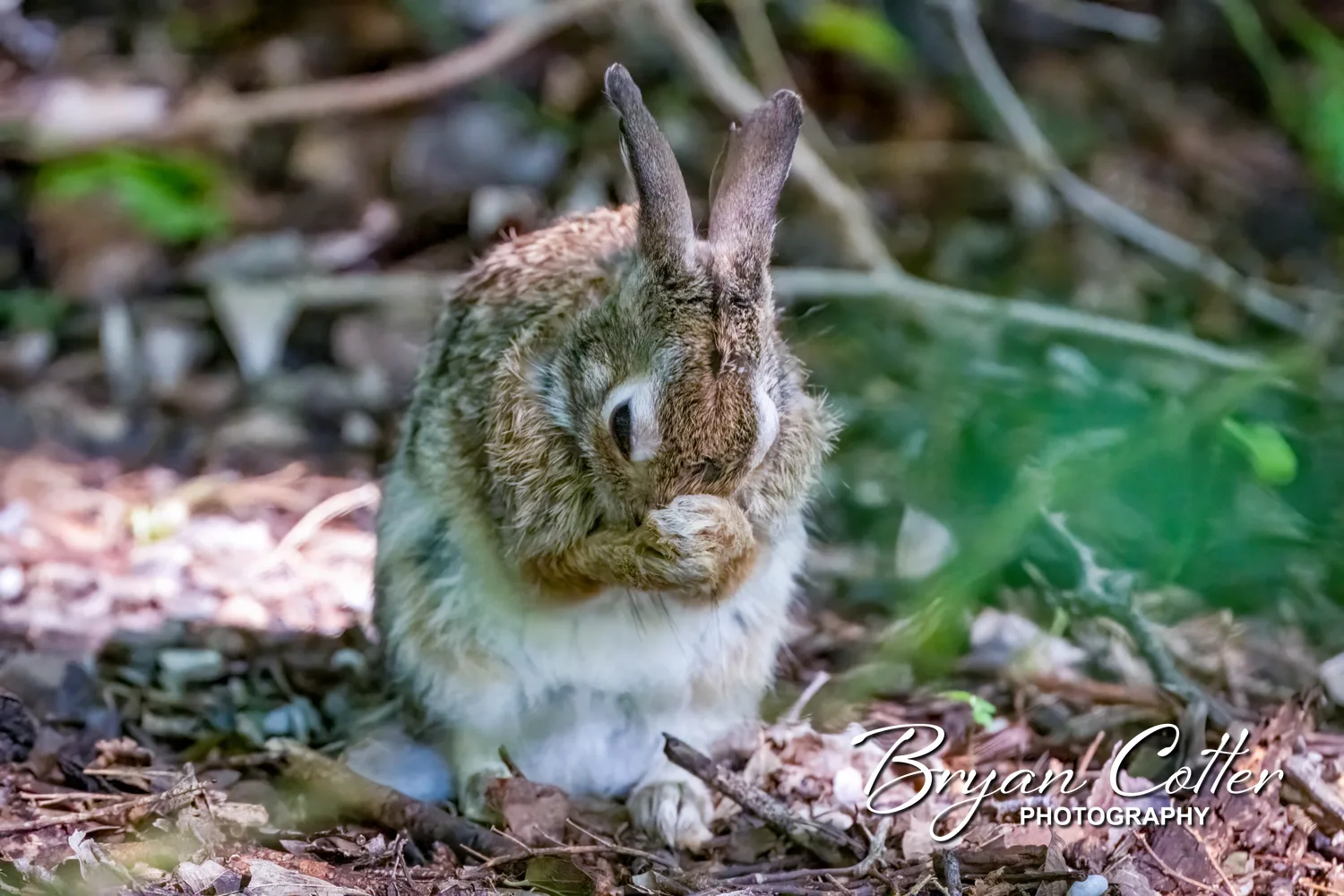 Cottontail Rabbit