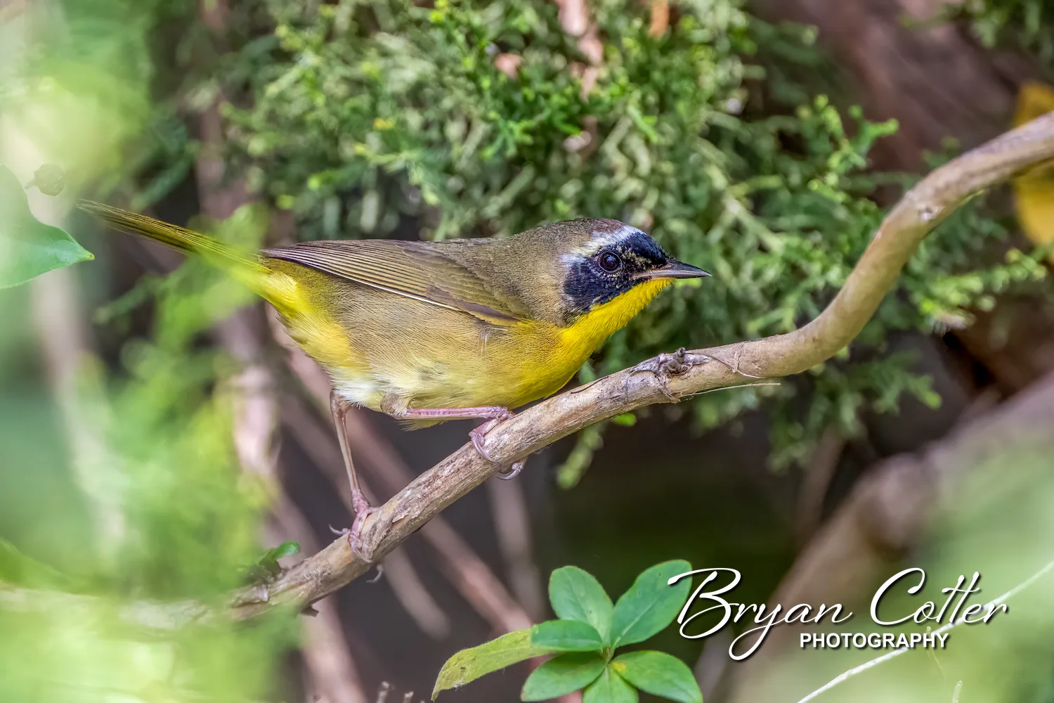 Common Yellowthroat