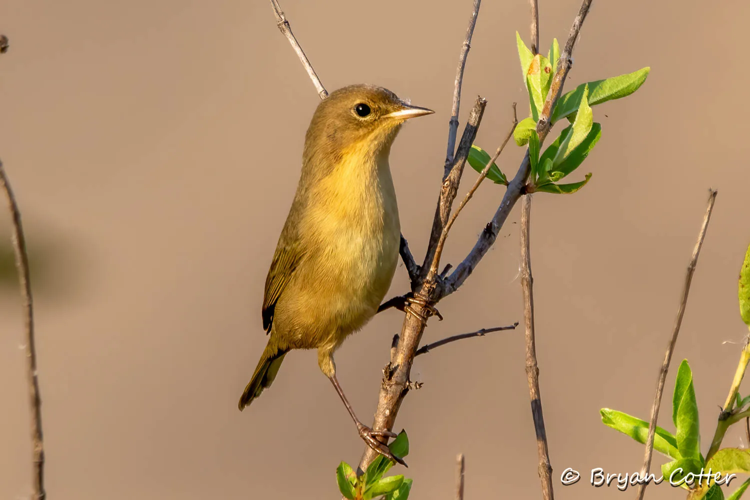 Common Yellowthroat