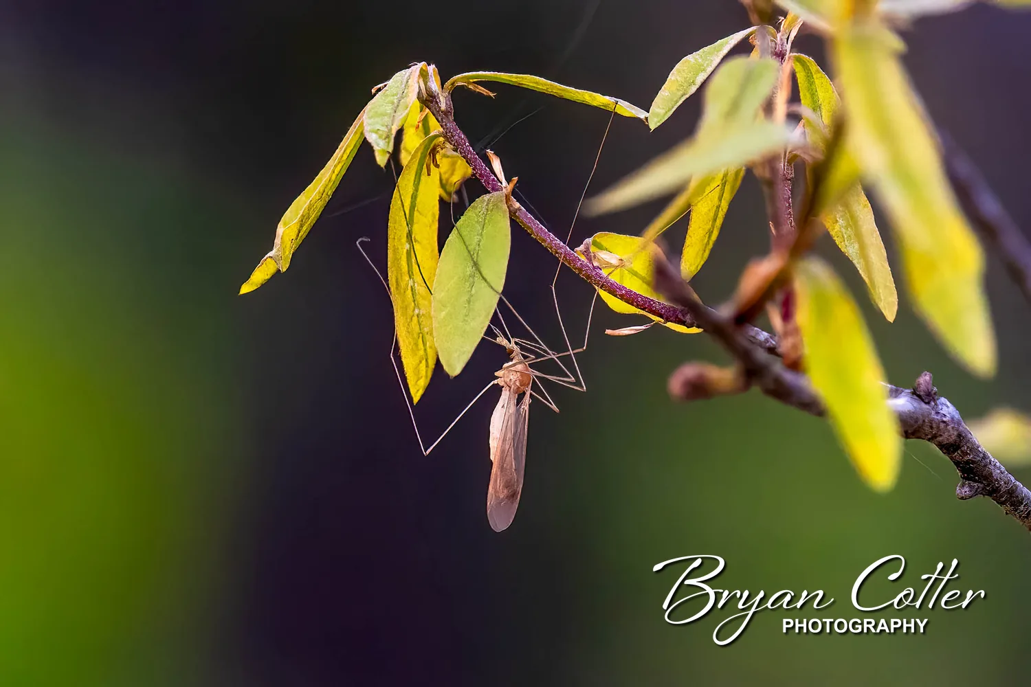 Cranefly