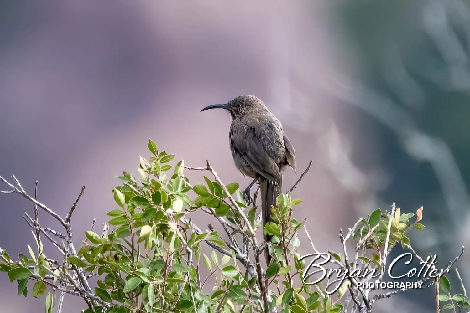Crissal Thrasher
