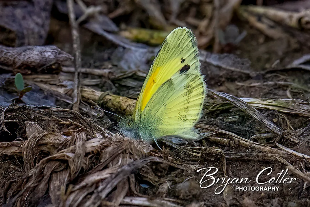 Dainty Sulphur