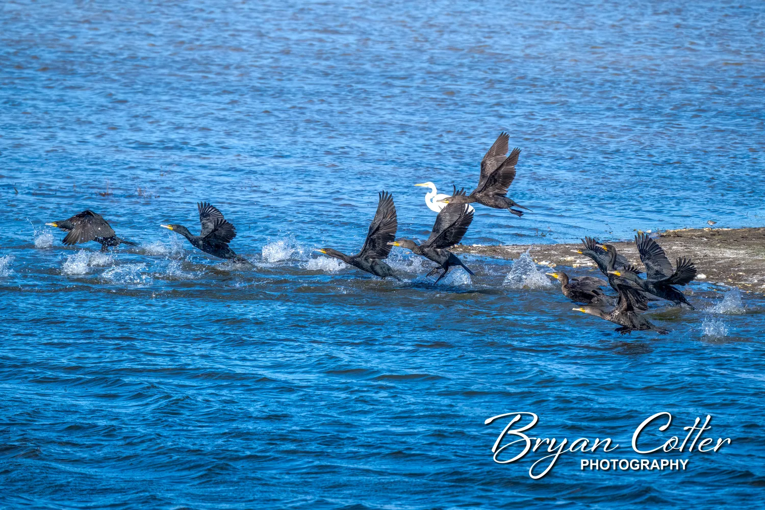 Double-crested Cormorant