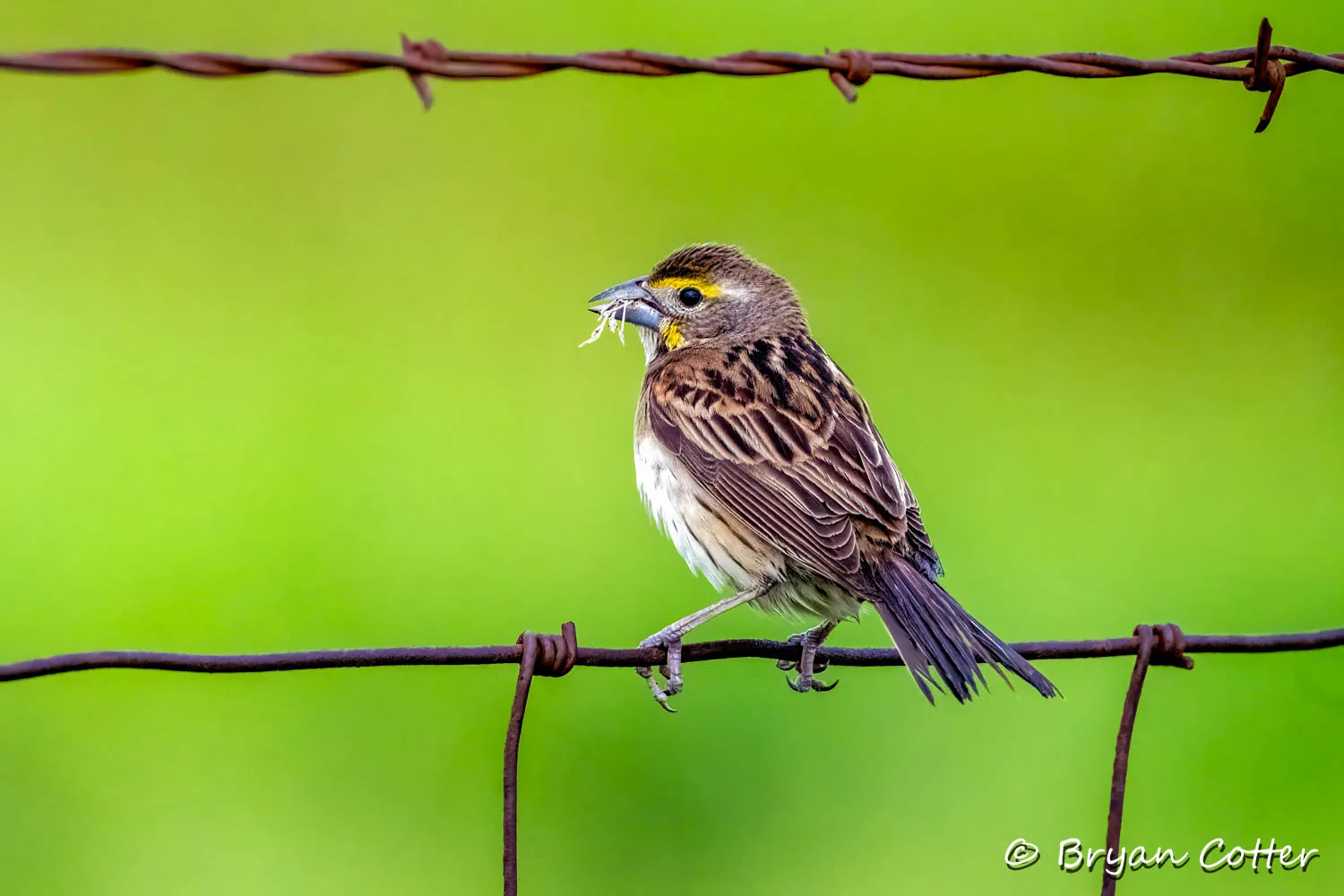 Dickcissel