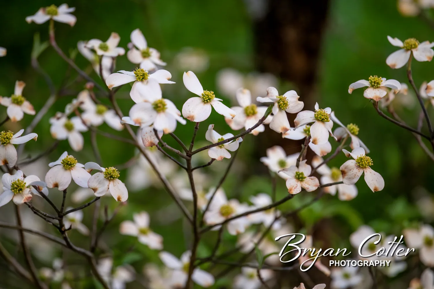 Dogwood