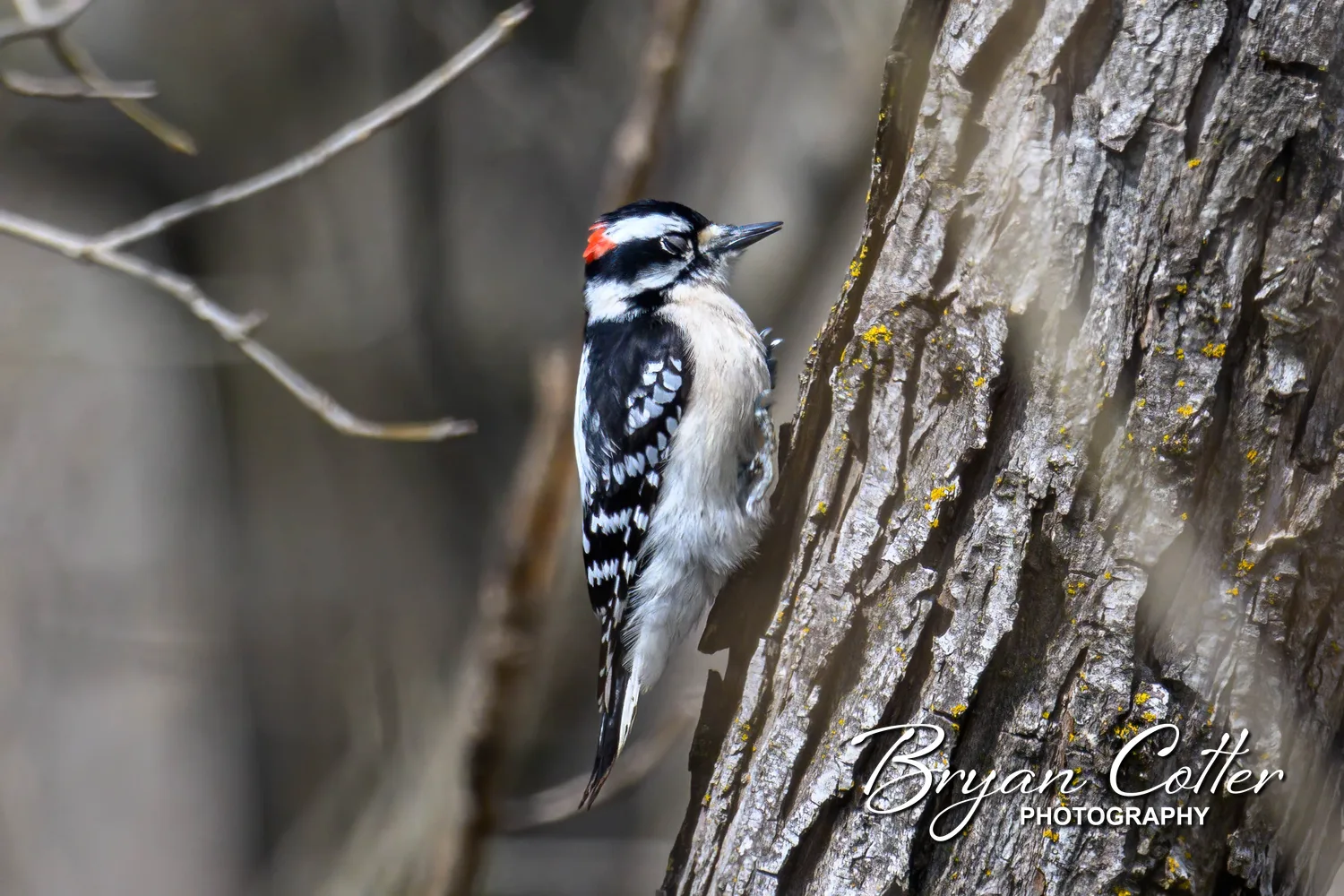 Downy Woodpecker
