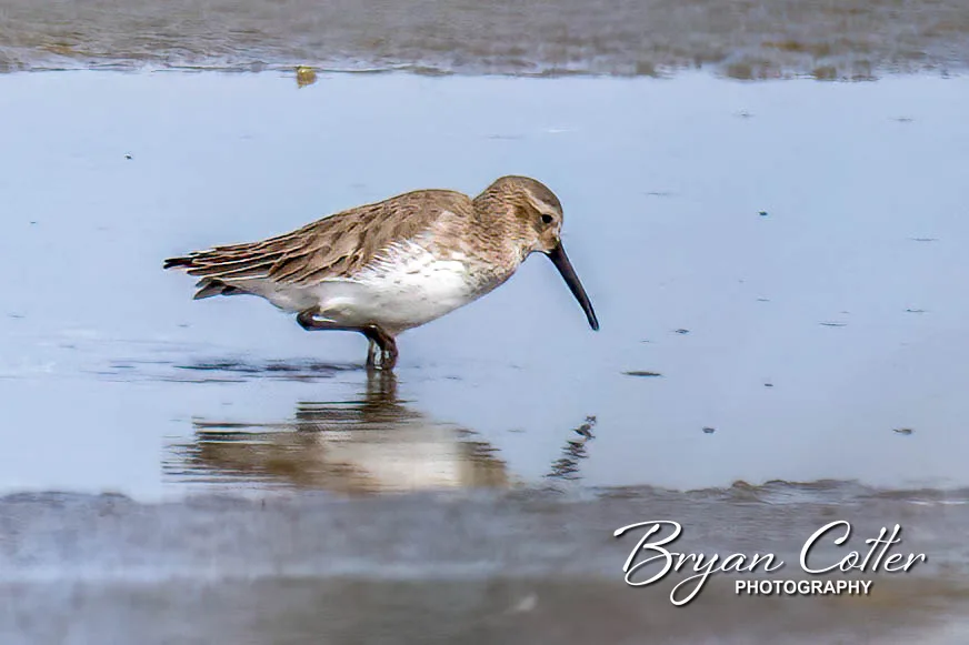 Dunlin
