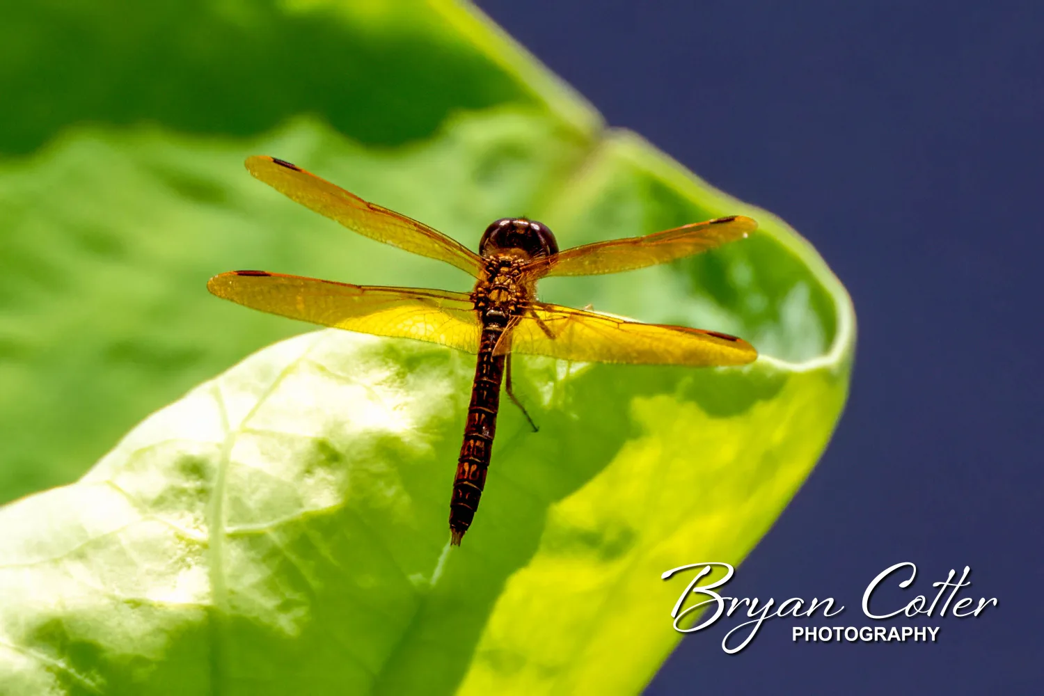 Eastern Amberwing
