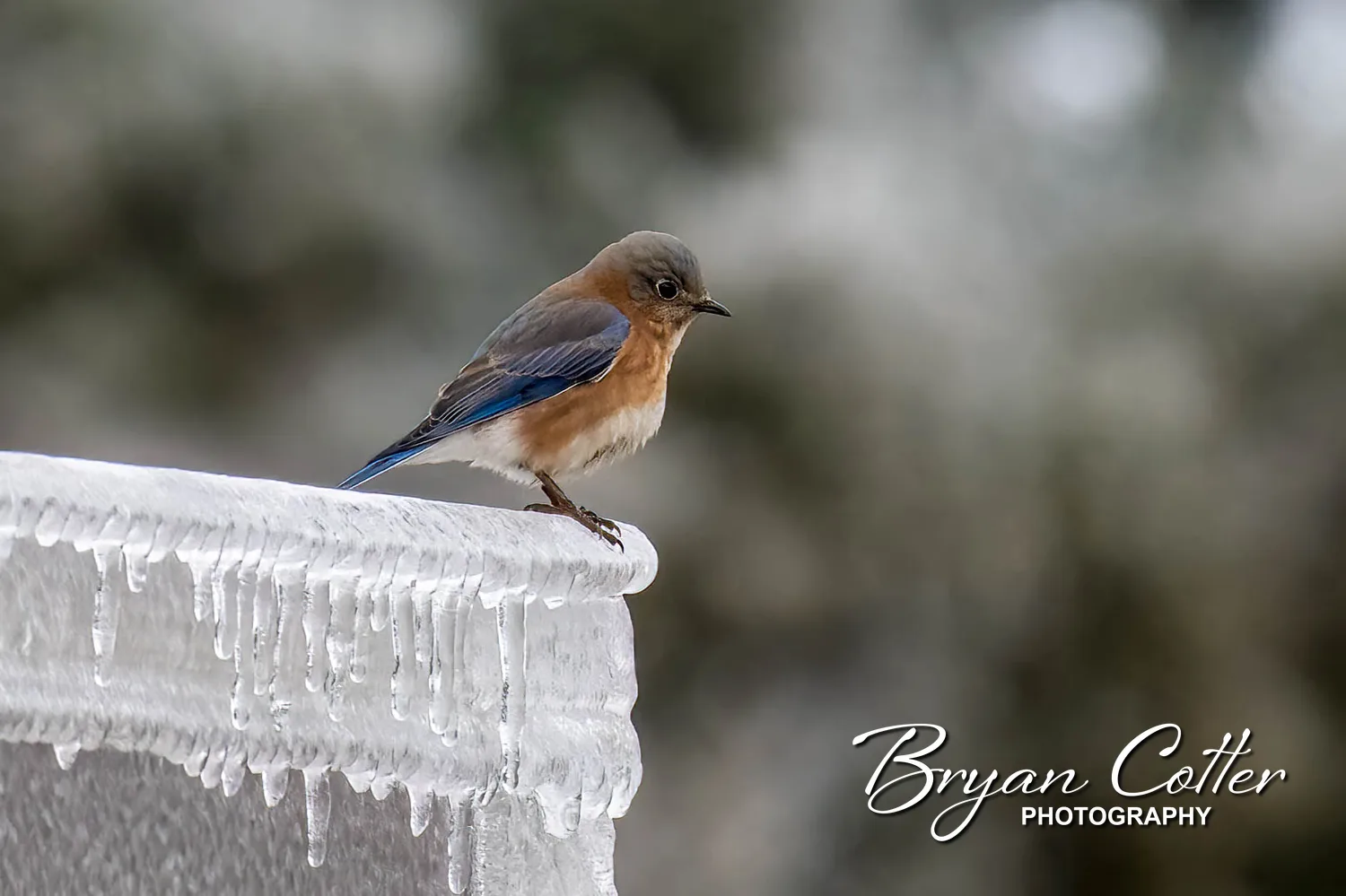 Eastern Bluebird