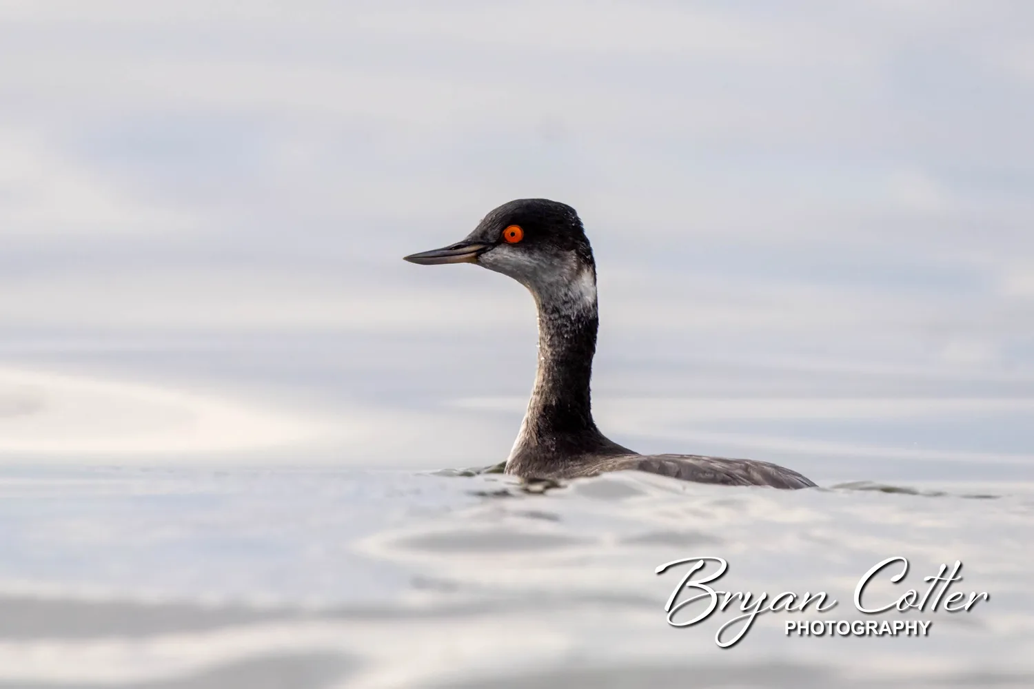 Eared Grebe
