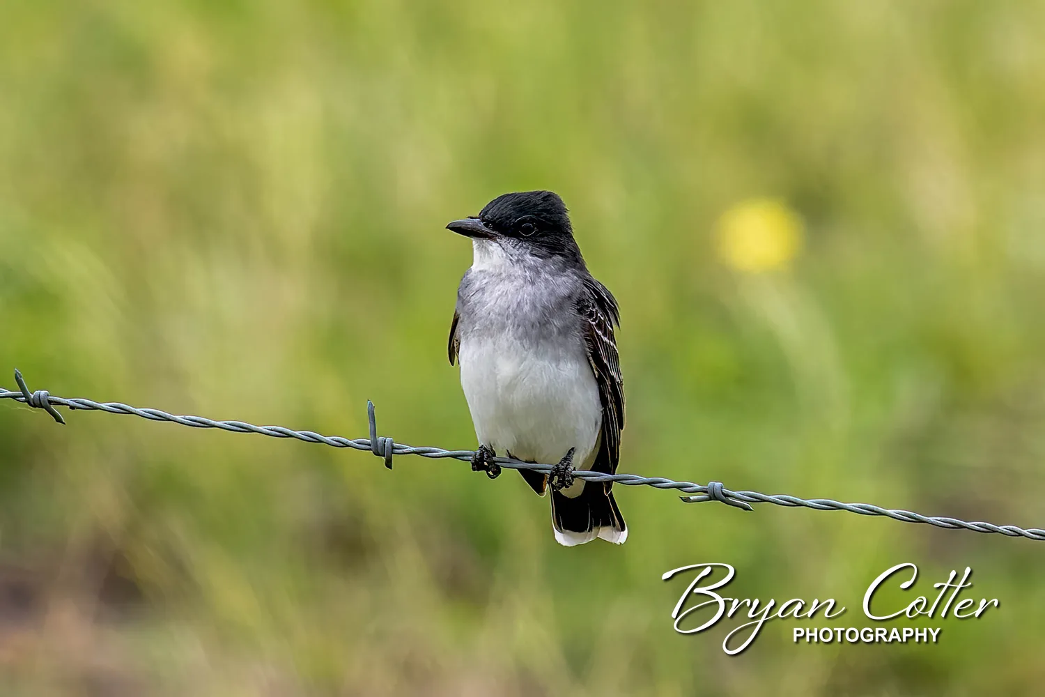 Eastern Kingbird