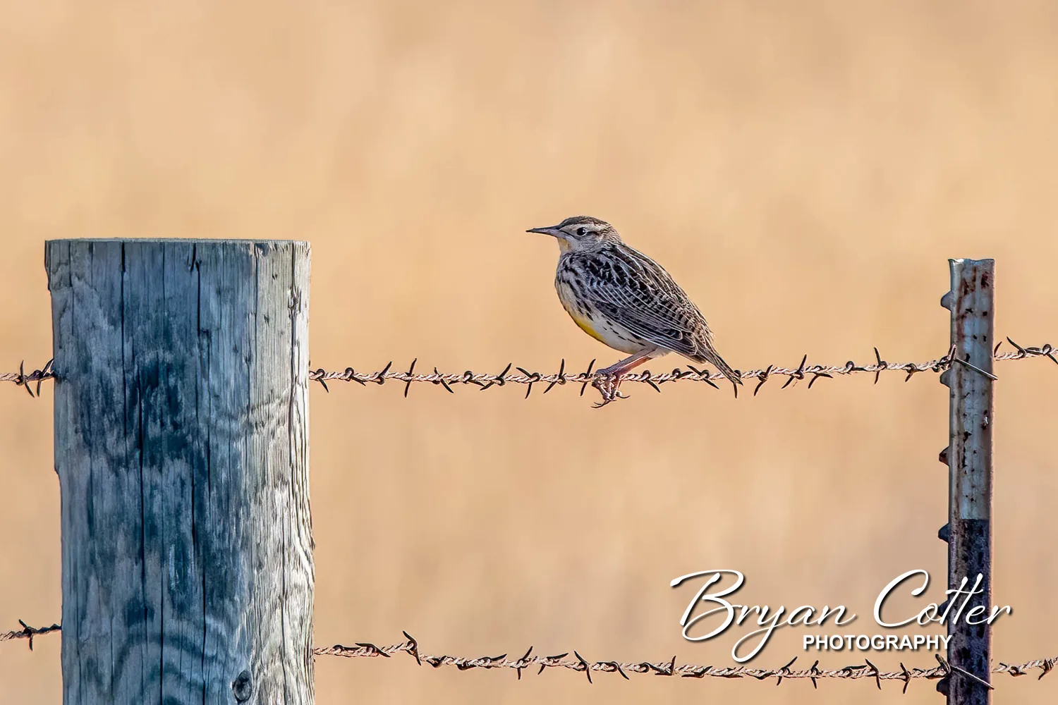 Eastern Meadowlark