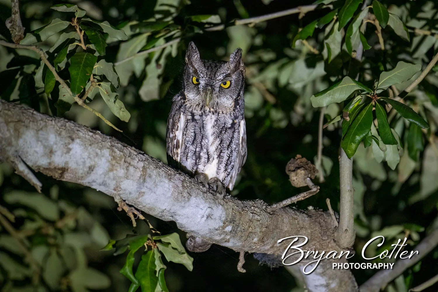 Eastern Screech-Owl