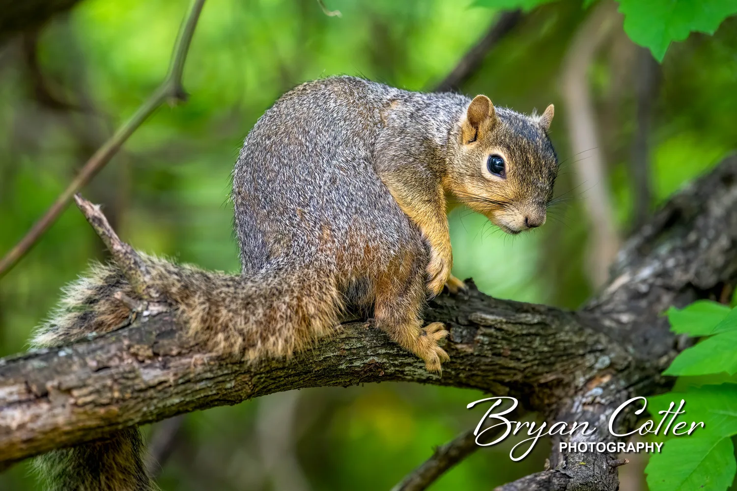 Eastern Fox Squirrel