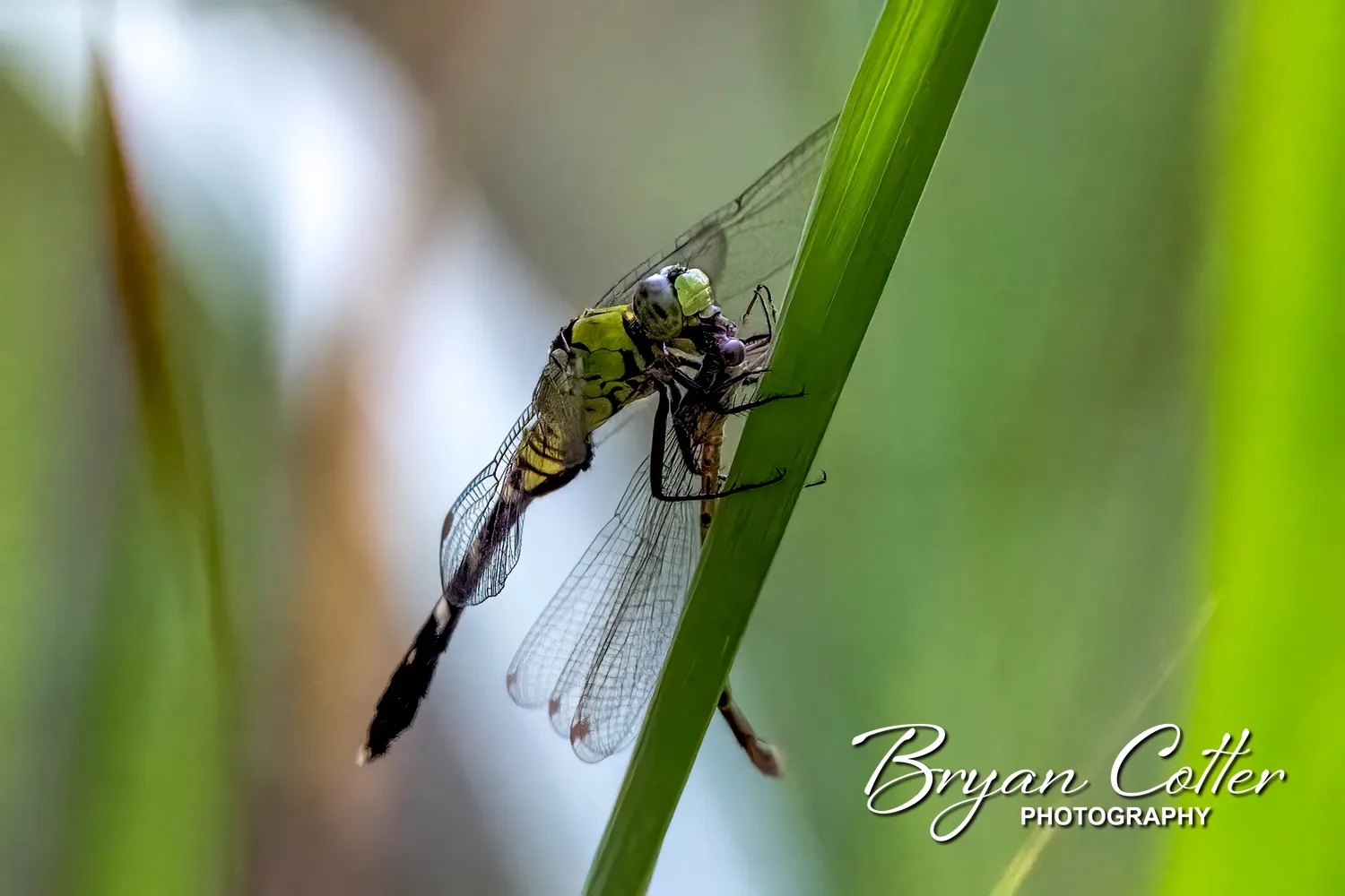 Eastern Pondhawk