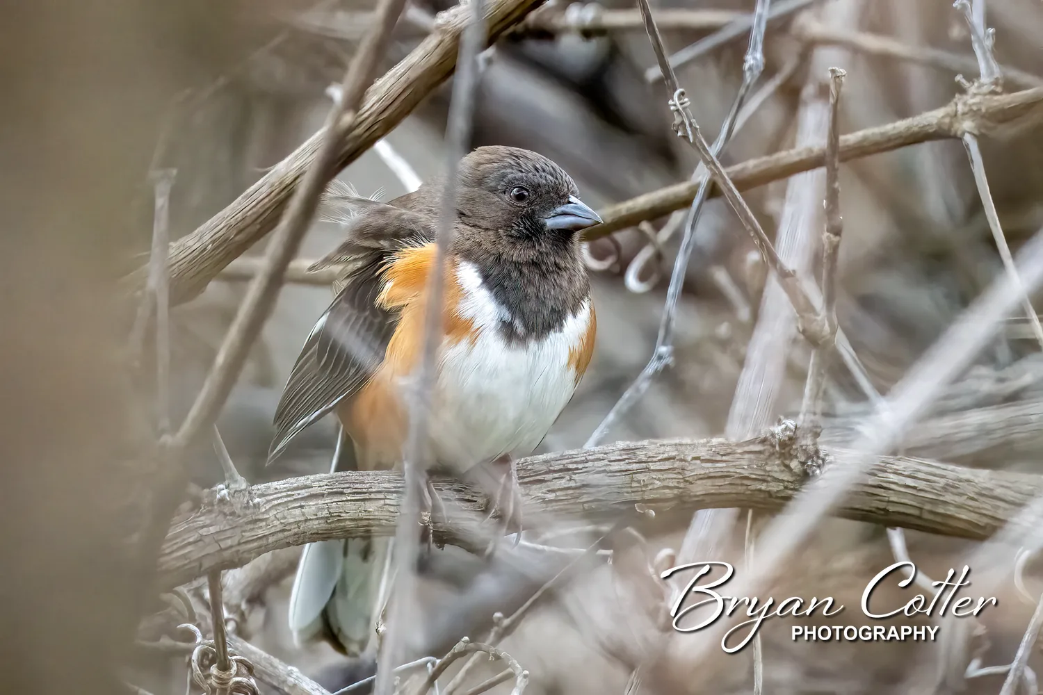 Eastern Towhee