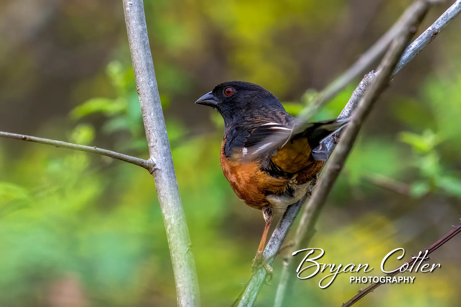 Eastern Towhee