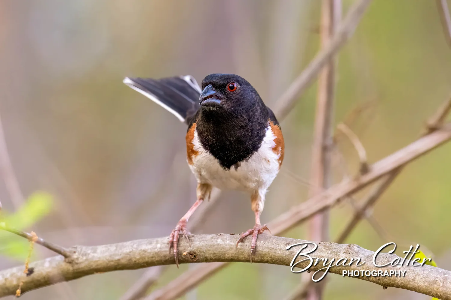 Eastern Towhee