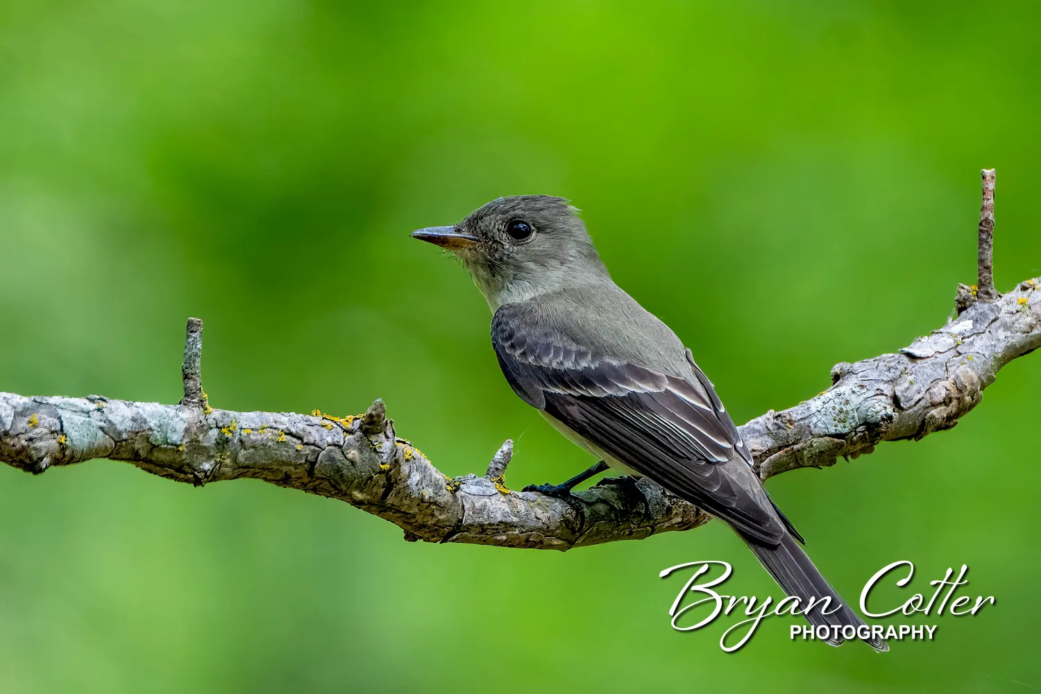 Eastern Wood-Pewee
