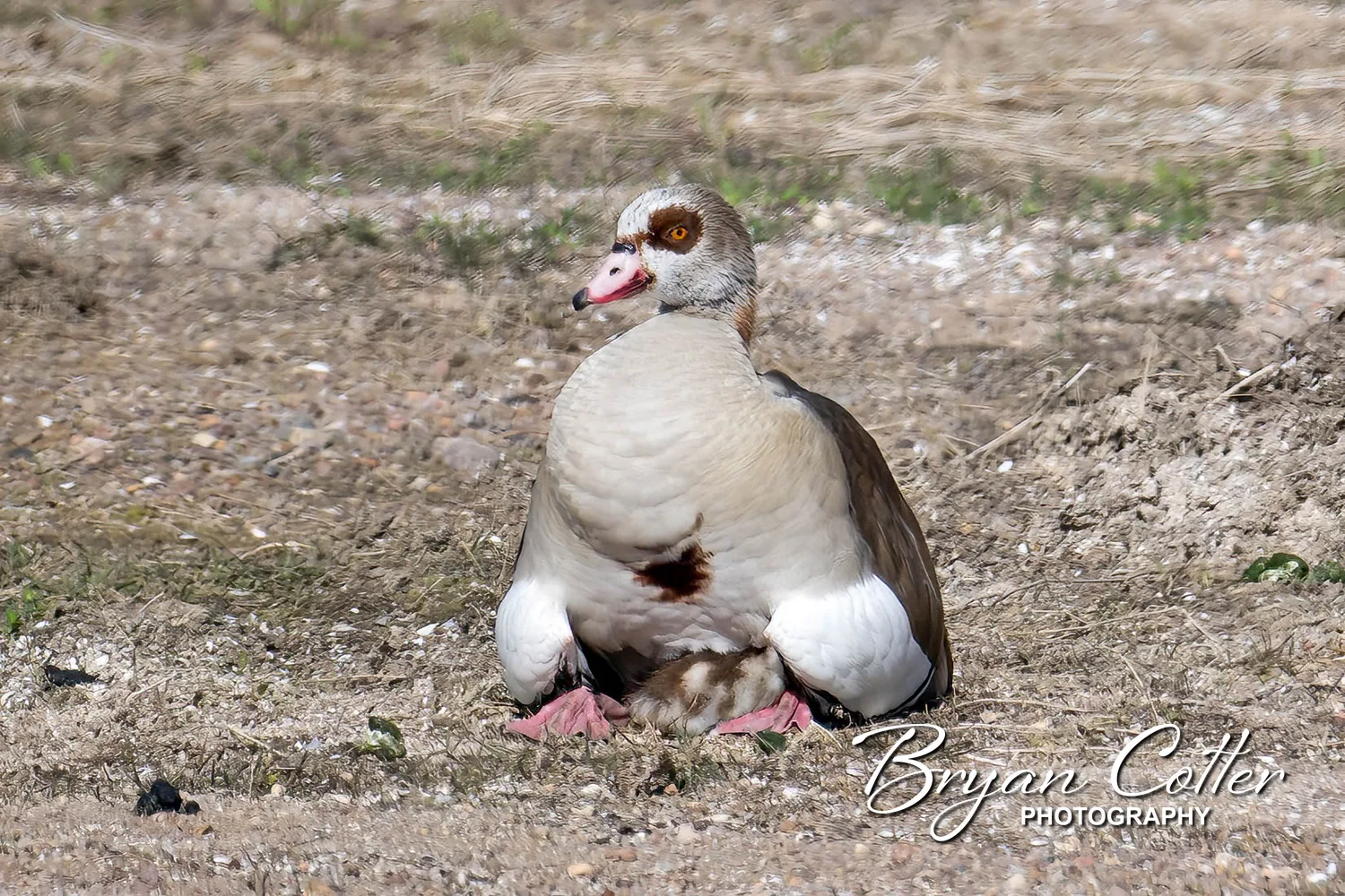 Egyptian Goose