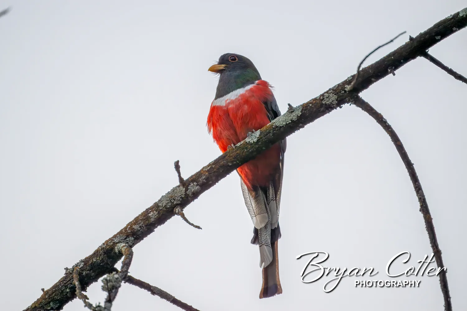 Elegant Trogon