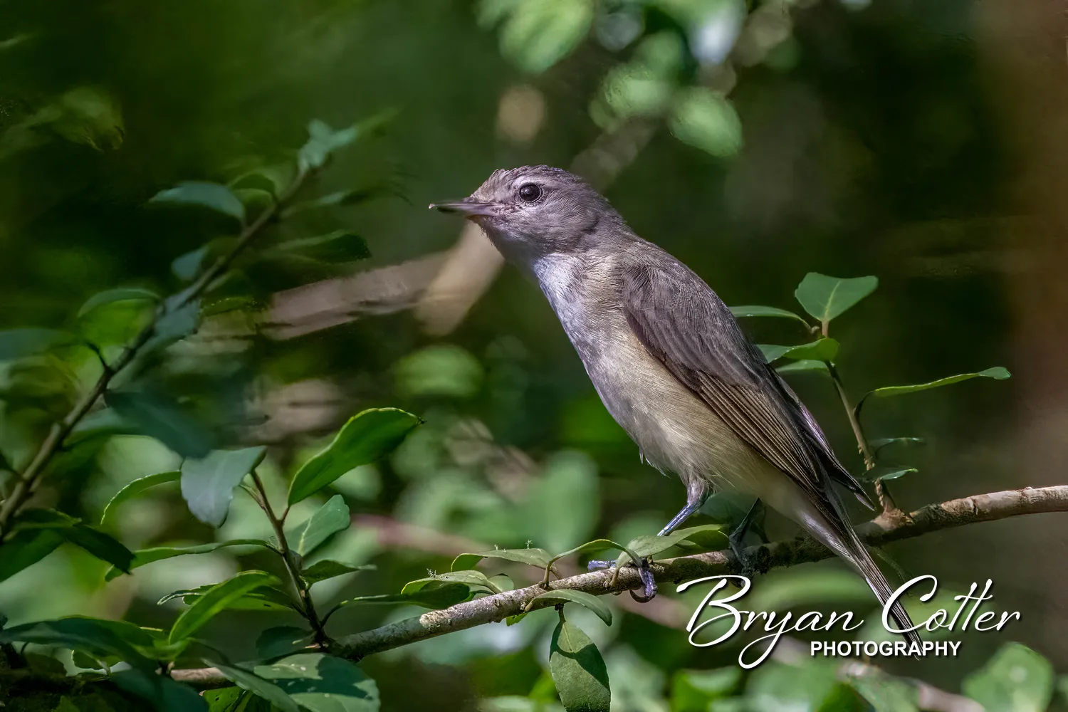 Eastern Warbling Vireo