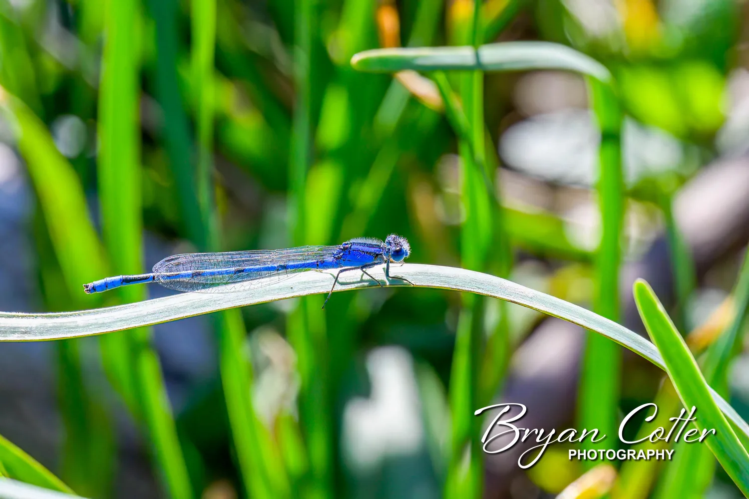 Familiar Bluet Damselfly